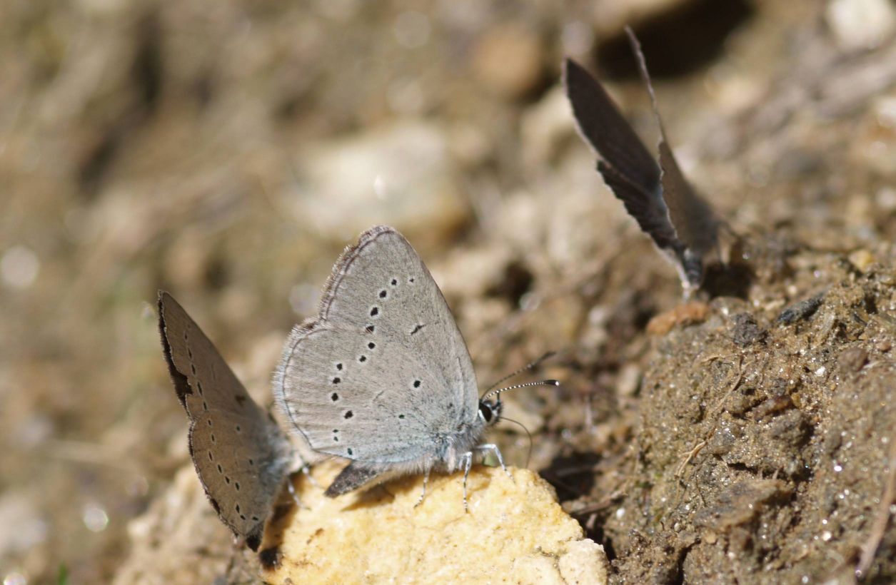 conferma lepidotteri dalla Svizzera